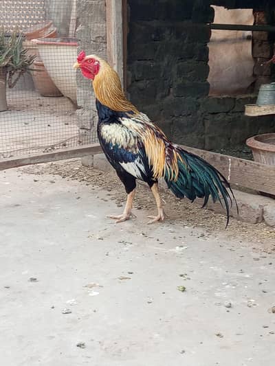 pure miawali breeder