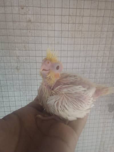 Cocktail Chicks For Sale
