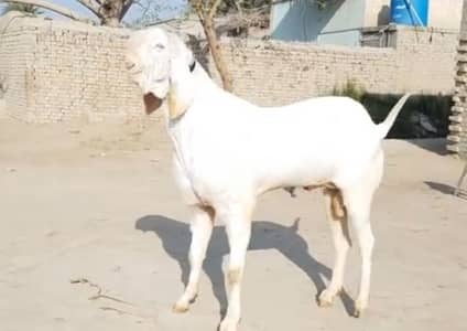 desi bakra for sale WhatsApp number on/03274970754)