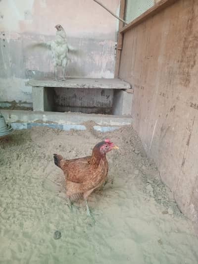 Desi murghian for sale