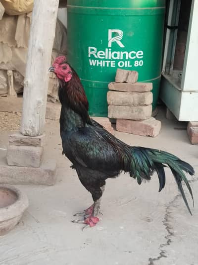 thai ptha 1.3year bilkul okay ha 100  active ha pthay ki har tarha g