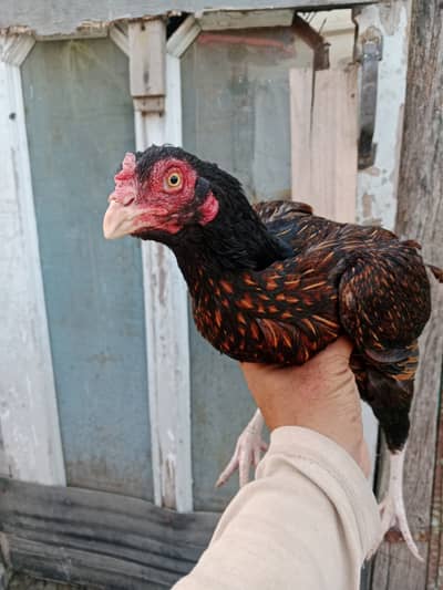 Aseel black, golden, grey hens for sale