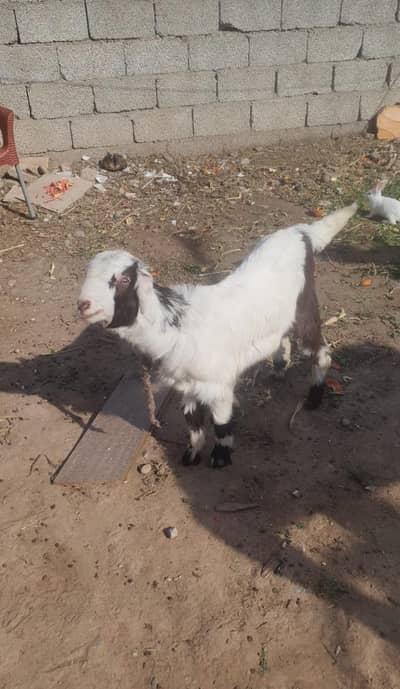 Fateh Jang Race goat