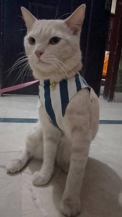 British Semi persian cat adoption