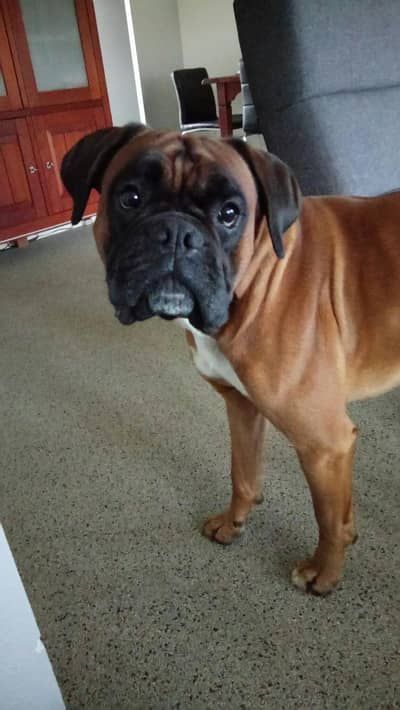 0320 1797907 Hey I'm selling my boxer dog