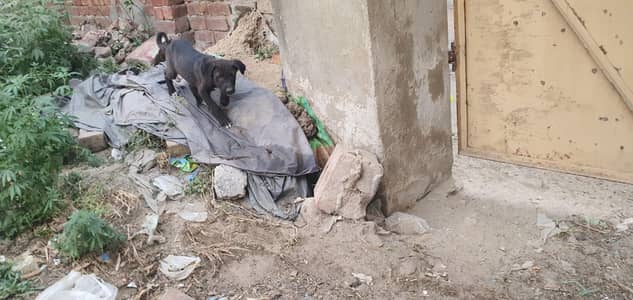 Healthy Mixed-Breed Puppy for Sale