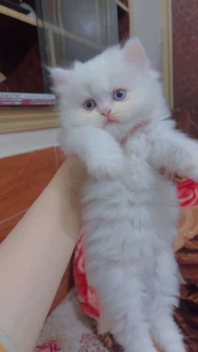 HIGH QUALITY KITTENS