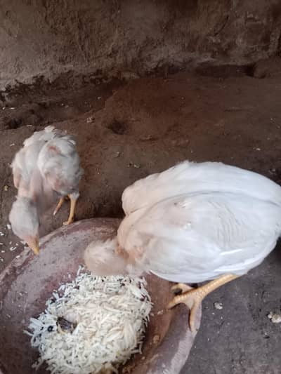 2×1000=2000. paper white aseel chicks . 03330031118 .