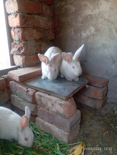 newziland 3000 pr peace lahore