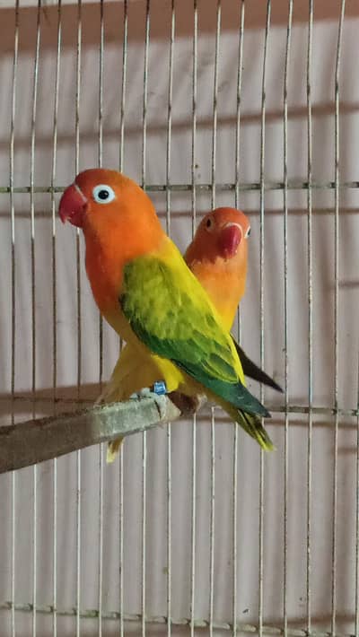 Breeder Pair with 2 Chicks