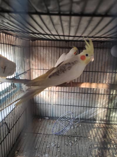 cockatiel pair