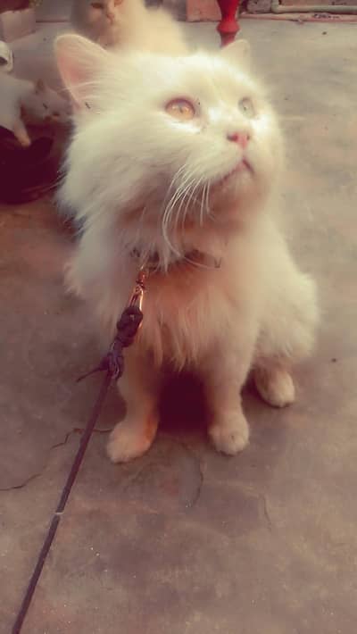 Persian male cat triple coated vaccined liter trained