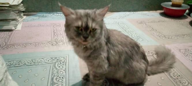 Russian cat Golden Eyes