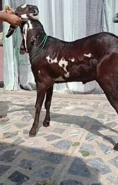 desi Bakra for sale Call 03415954390