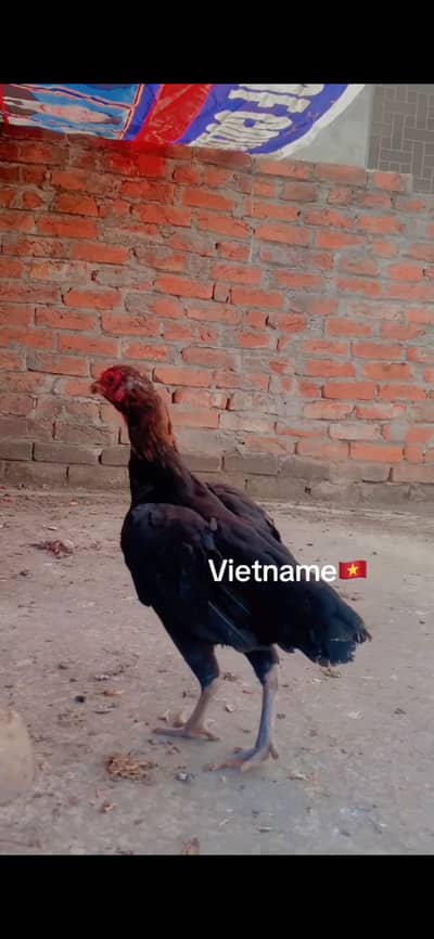 Aseel murgi for sale