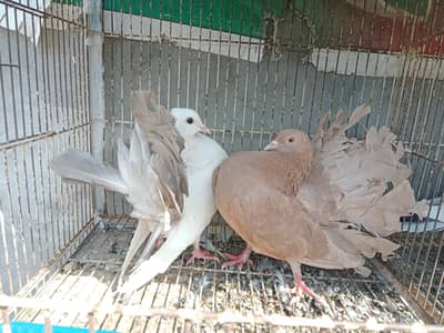 English fantail Luka female for sale