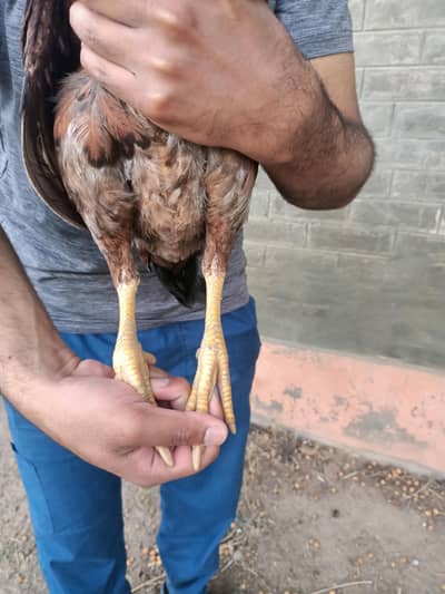 mianwali hens home breed