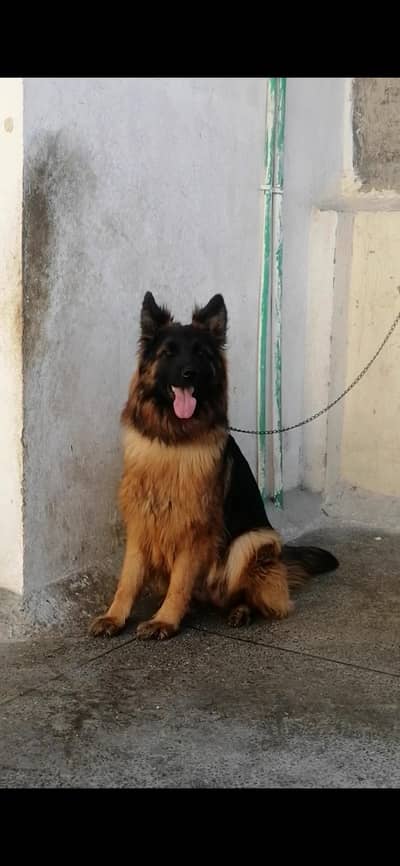 Top class show quality long coat German Shepherd puppies available