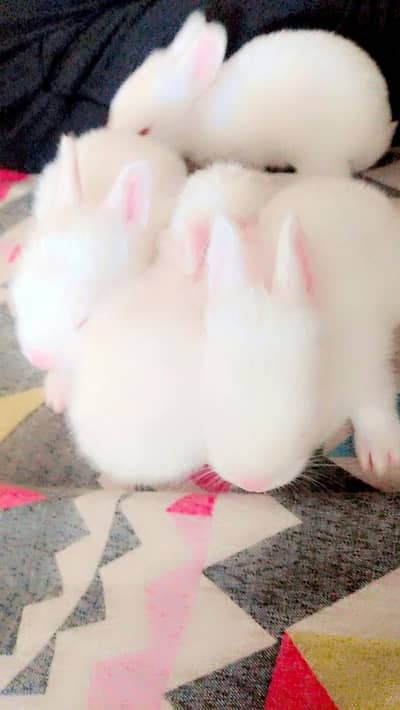 red eye rabbit babies