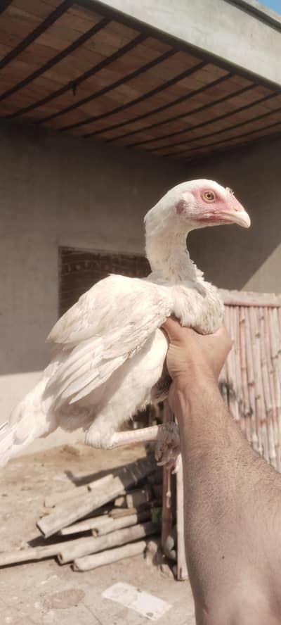 ptha or pthi for sale