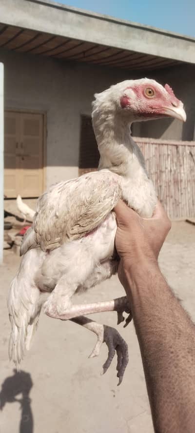 ptha or pthi for sale