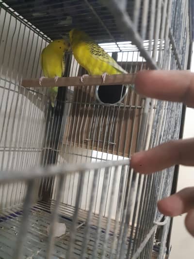 TCB king male underSize female  bonded pair