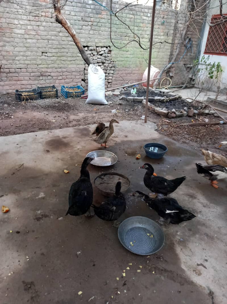 کالی مسکوی اور دیسی بطخیں 0