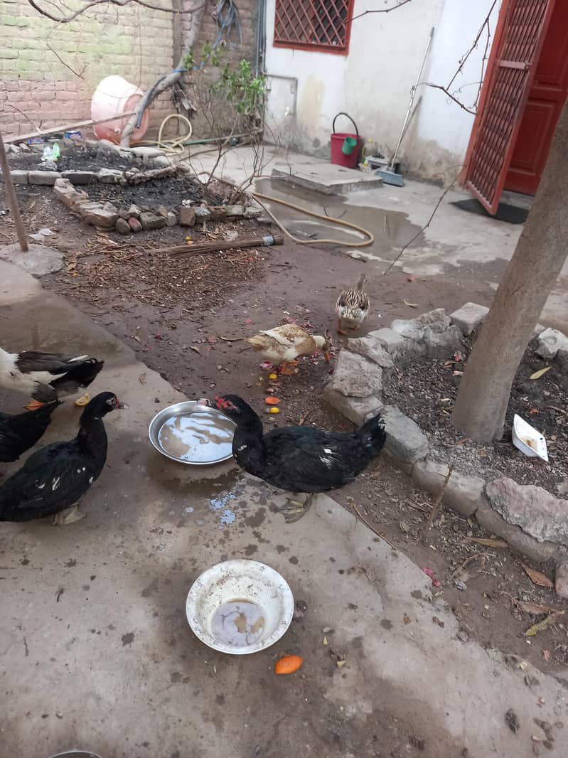 کالی مسکوی اور دیسی بطخیں 1