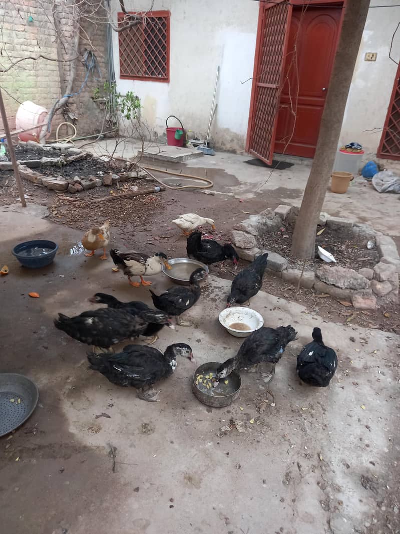 کالی مسکوی اور دیسی بطخیں 2