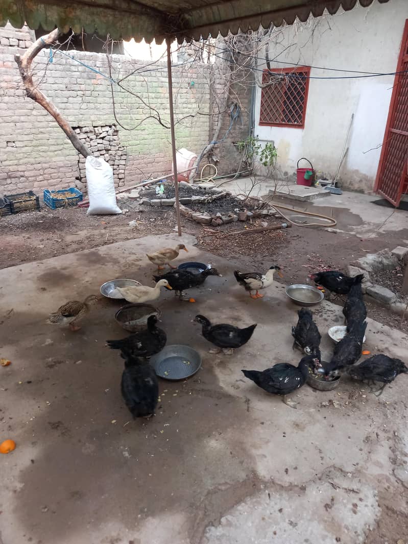 کالی مسکوی اور دیسی بطخیں 3