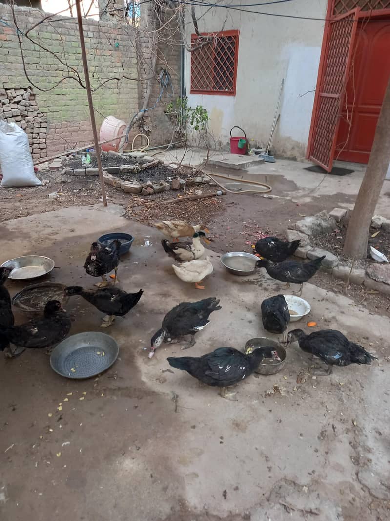 کالی مسکوی اور دیسی بطخیں 4