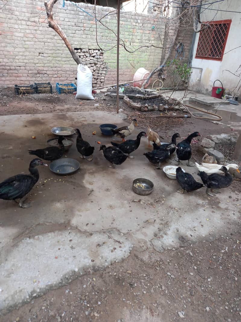 کالی مسکوی اور دیسی بطخیں 6