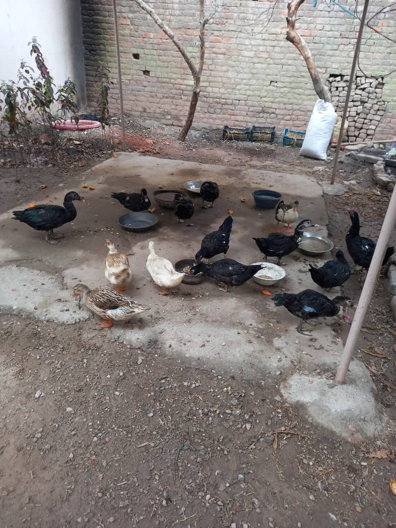 کالی مسکوی اور دیسی بطخیں 7