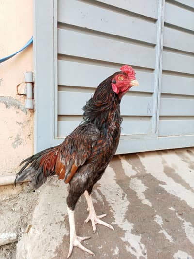 Aseel murga for sale