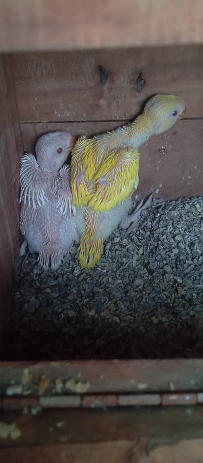Yellow ring neck chicks