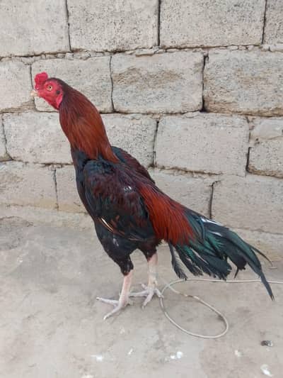 Lasani patha outclass