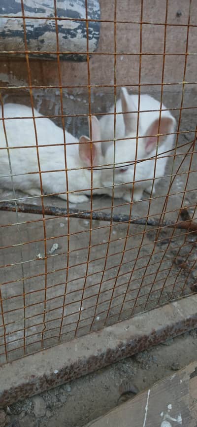 i want to sale my rabbits pair