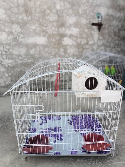 breeder budgie pair with new cage