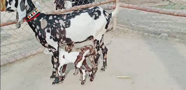 2 Bacchon ka sath Desi Bakri For Sale/ +03291198926