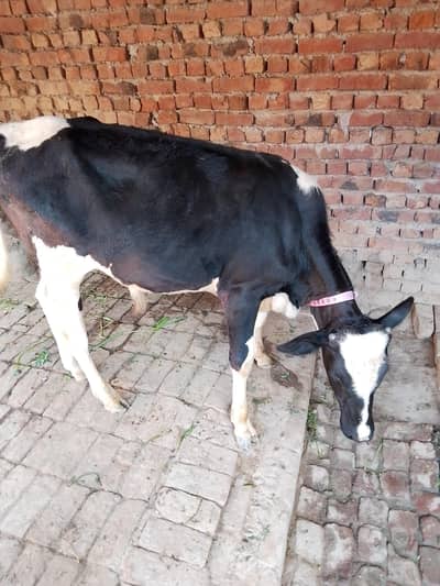 ہولسٹین نسل