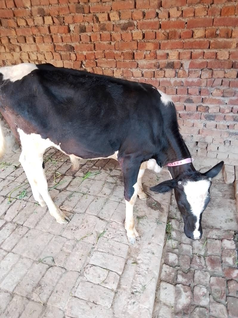 ہولسٹین نسل 0