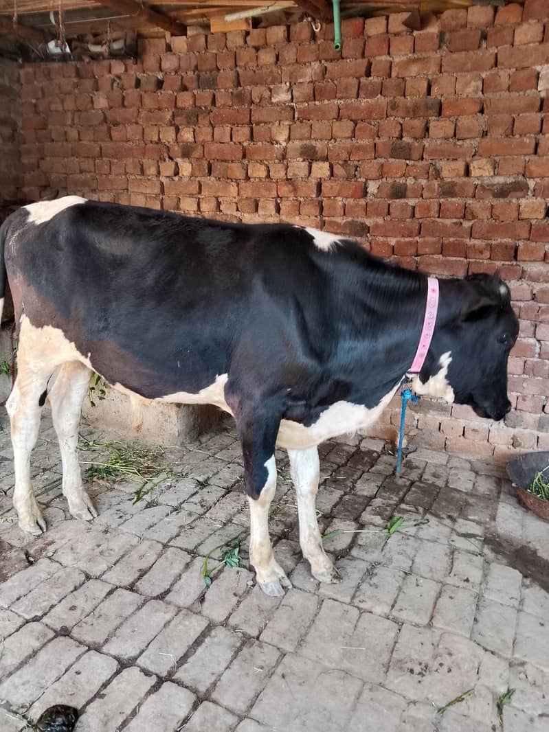 ہولسٹین نسل 1