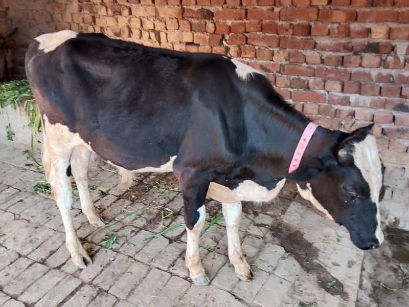 ہولسٹین نسل 2