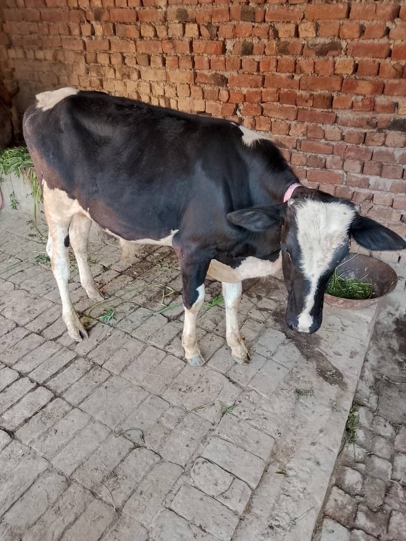 ہولسٹین نسل 3