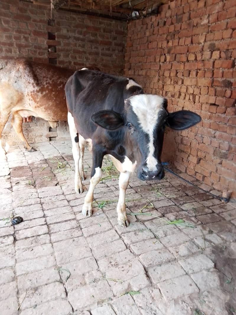 ہولسٹین نسل 4