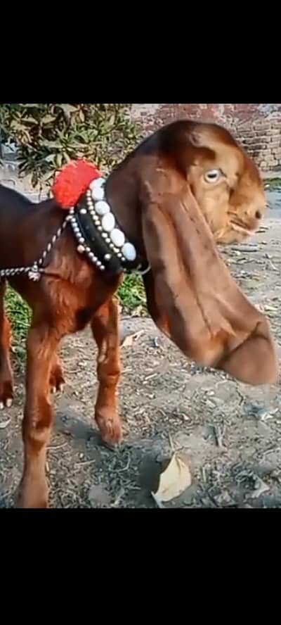 big quality pure nagraa betal female