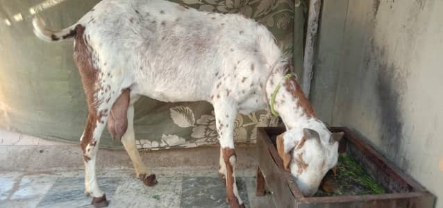 Doodh wali Bakri 1 kg