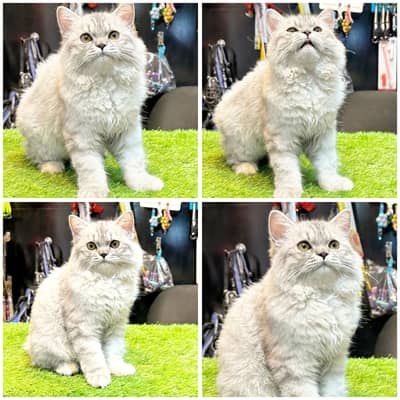 Pure Persian cats| triple long coated cats | cats For Sale
