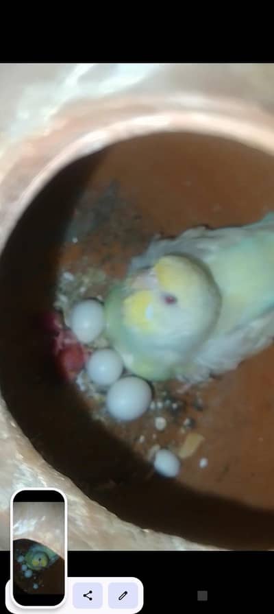 Australian pair with fertile eggs / blue opline female