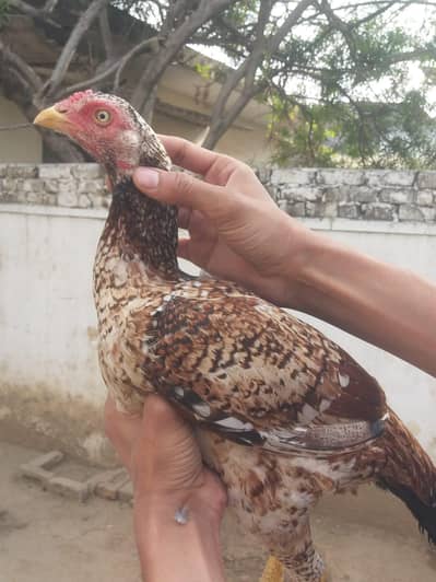 HIGH QUALITY FEMALES IN MUANSIB PRICE